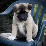 Home Raised Akita Puppies for Sale