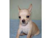 Chihuahua Puppies Available Now