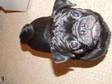 Black Pug. 18 months old. 18 month black pug,  called....
