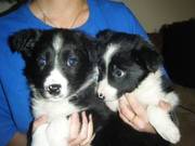 Gorgeous Collie Pups Ready Now