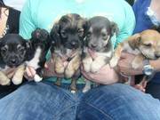 Gorgeous Chihuahua X Terrier Pups ready Now
