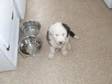 OLD ENGLISH sheep dog puppy male four months old kc reg....