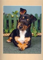 Black and Tan Jack Russell Terrier Available for *Stud*