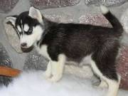 KC Siberian Husky pups Itrh Health Documents