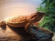 7 Month Old Bearded Dragon for Sale Or Swap