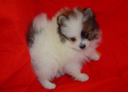 Good Teacup Pomeranian puppies for sale