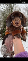 Minature dapple daschund 